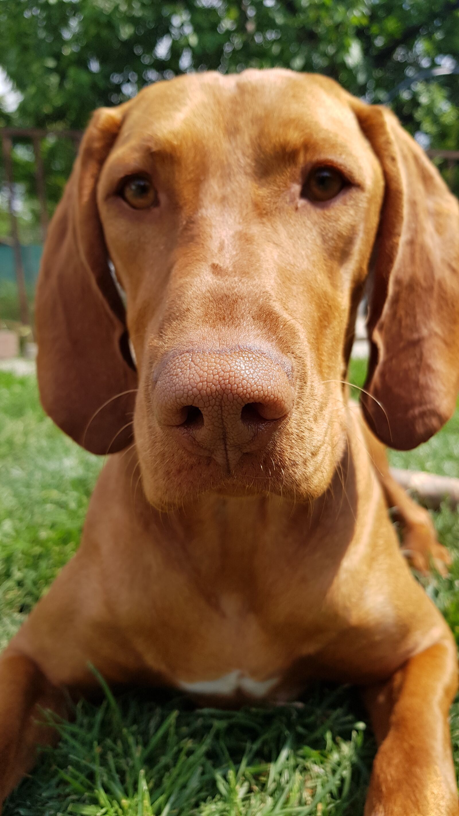 Samsung Galaxy S8 sample photo. Dog grass lie, hungarian photography