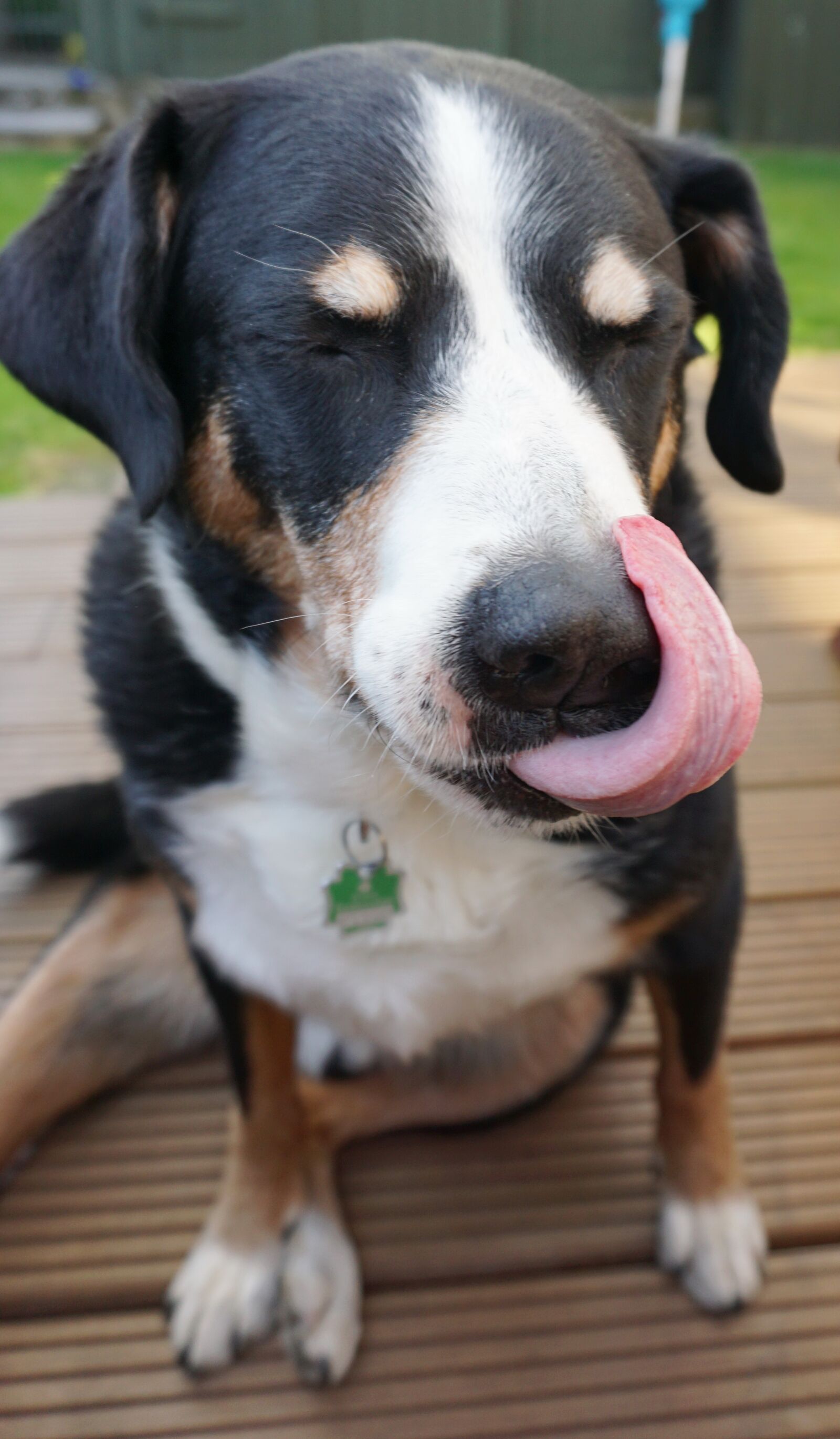 Sony a6000 sample photo. Dog, animal, pet photography