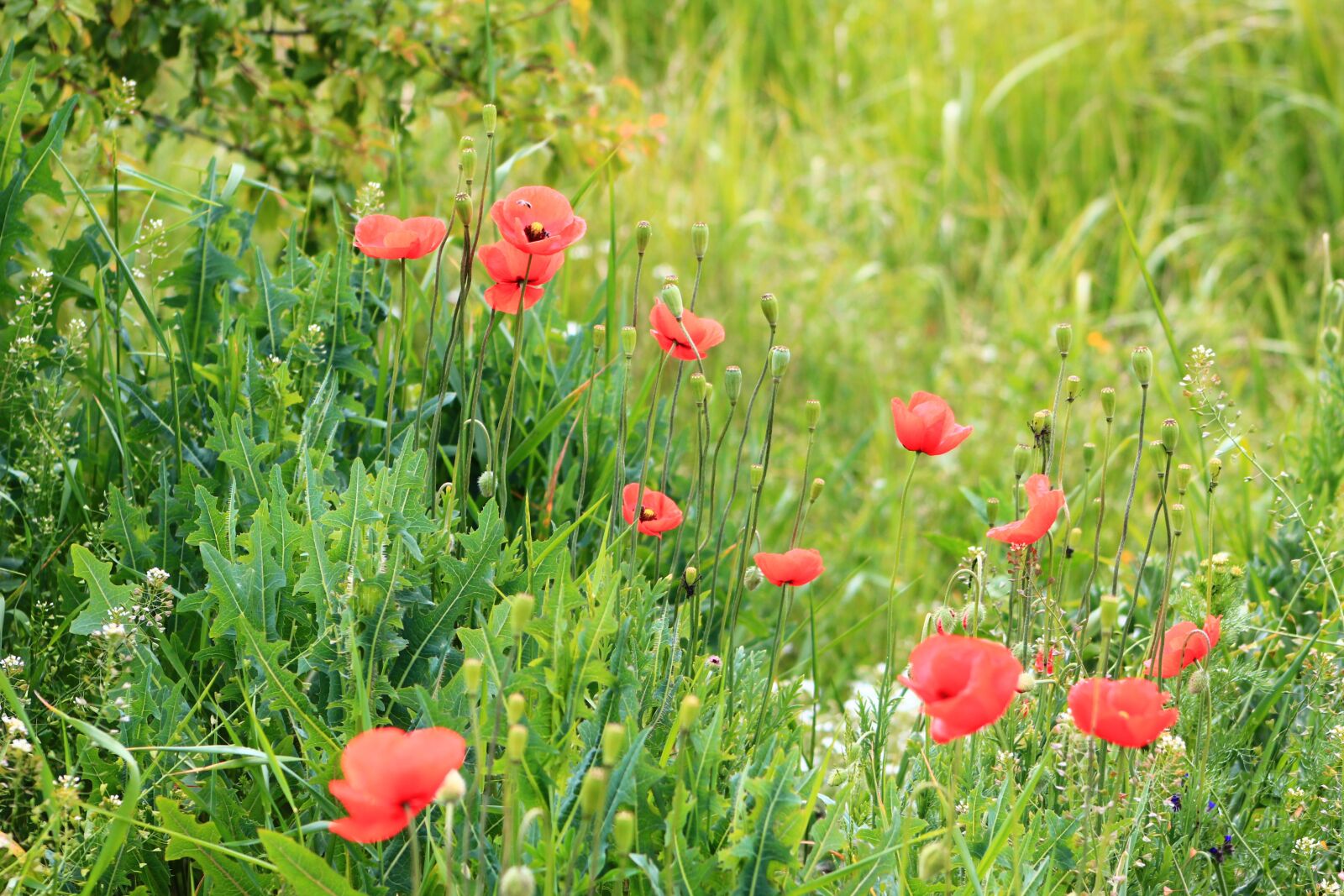 Canon EOS 4000D (EOS Rebel T100 / EOS 3000D) sample photo. Nature, plants, poppies photography