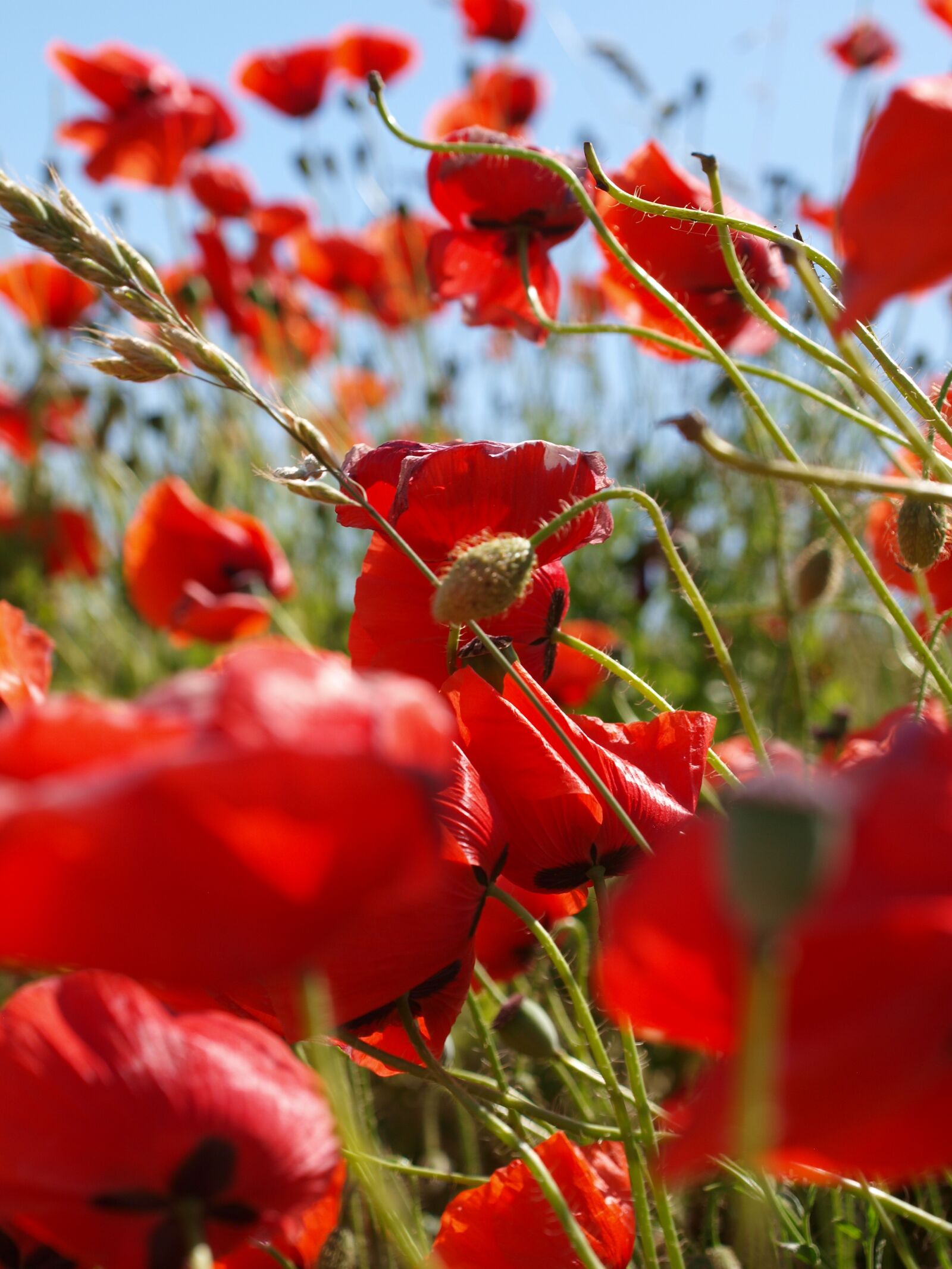 Olympus E-420 (EVOLT E-420) sample photo. Poppy, red, summer photography
