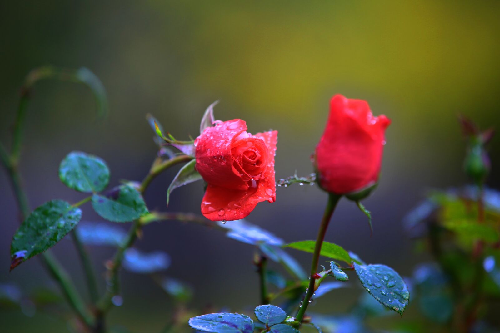 Canon EF 70-200mm F2.8L IS II USM sample photo. Rose, landscape, unmunsa photography