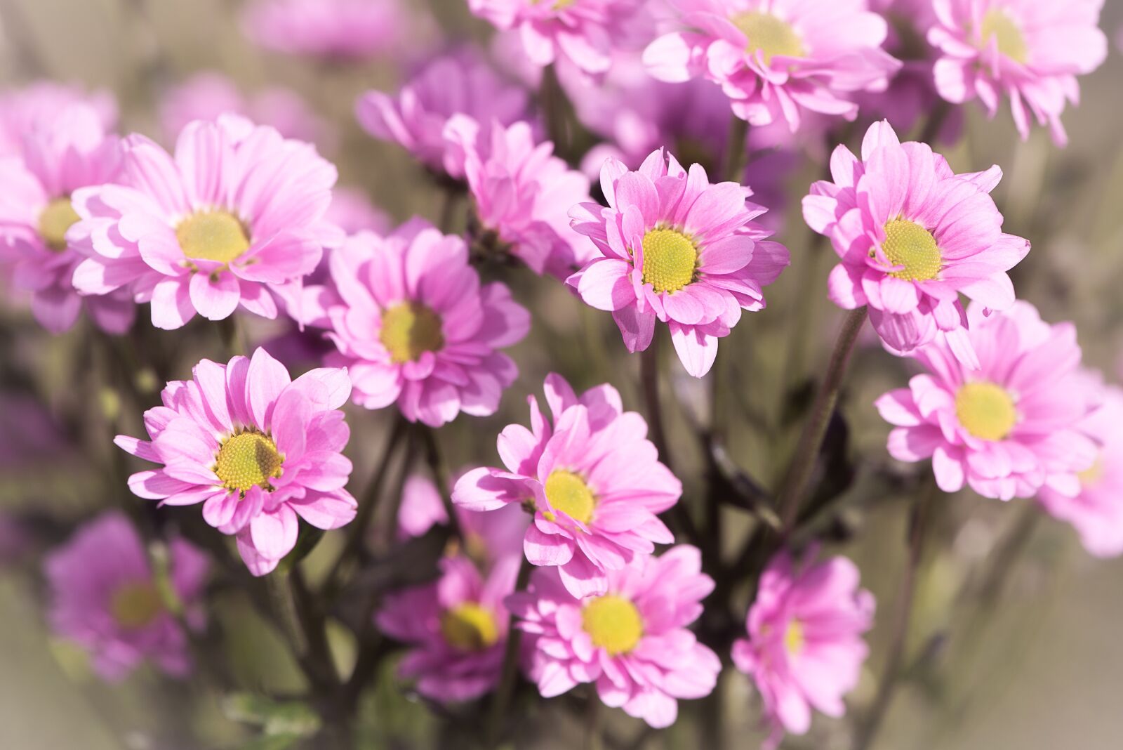 Nikon D750 sample photo. Flowers, pink, pink flowers photography