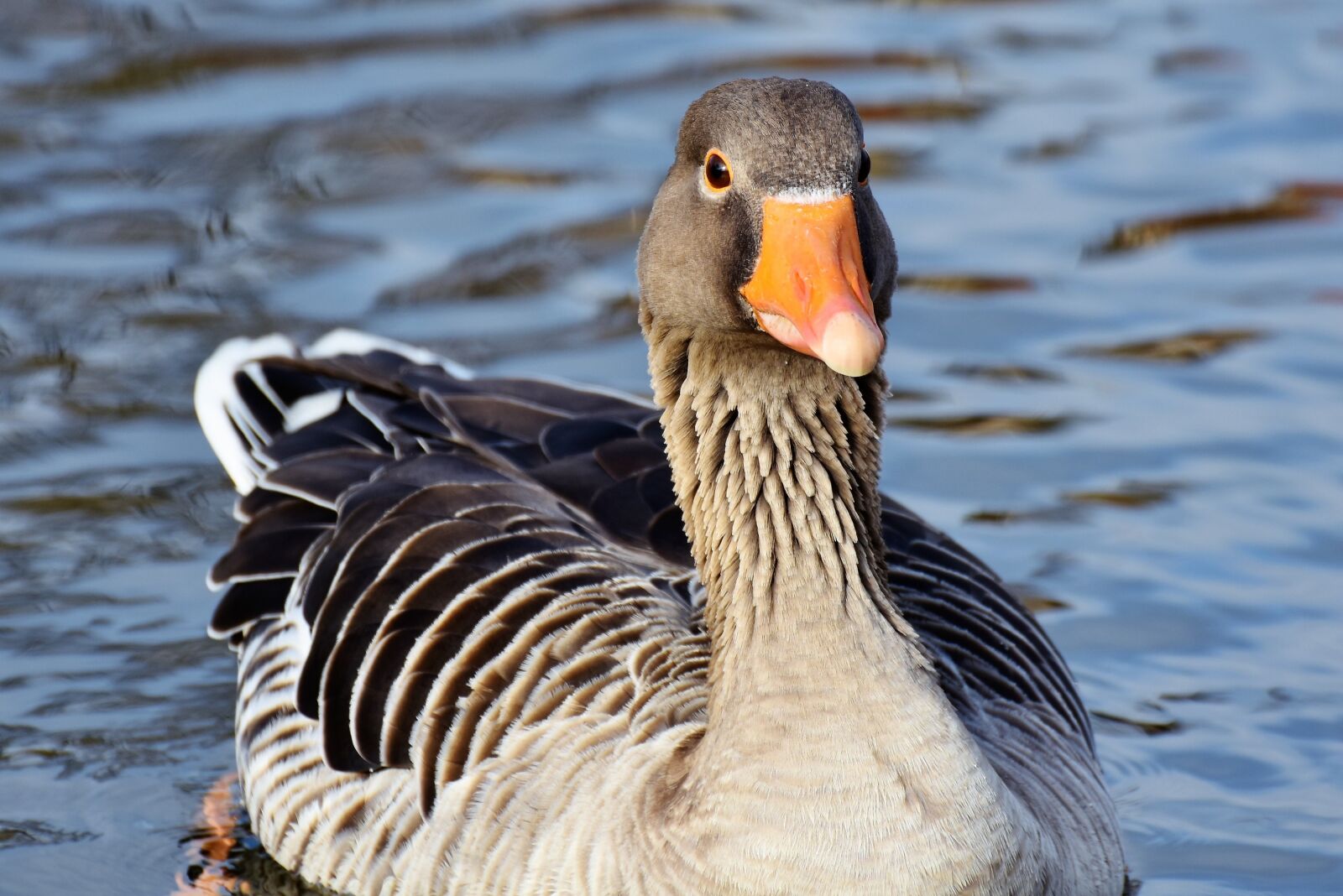 Nikon D7200 sample photo. Wild goose, goose, water photography