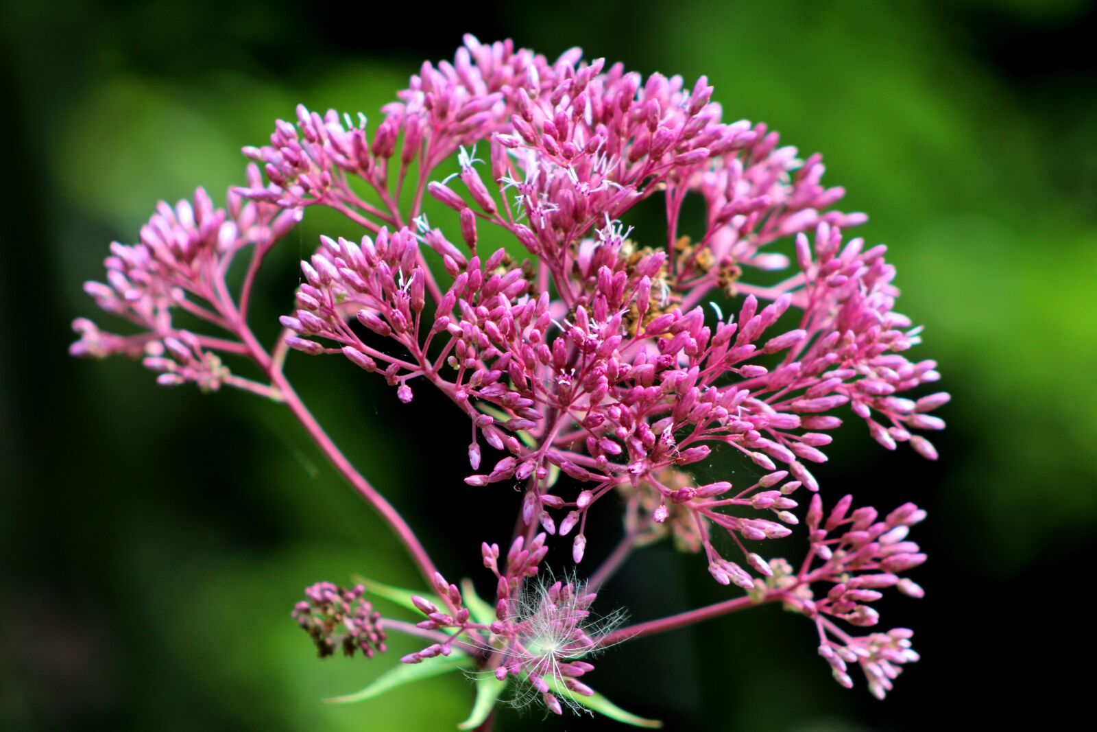 Canon EOS 600D (Rebel EOS T3i / EOS Kiss X5) sample photo. Flower, pink, beauty photography