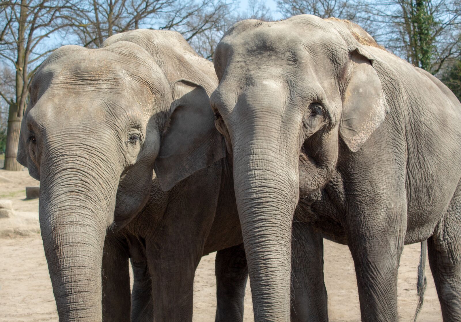 Canon EOS 1300D (EOS Rebel T6 / EOS Kiss X80) sample photo. Elephant, animal world, tribe photography