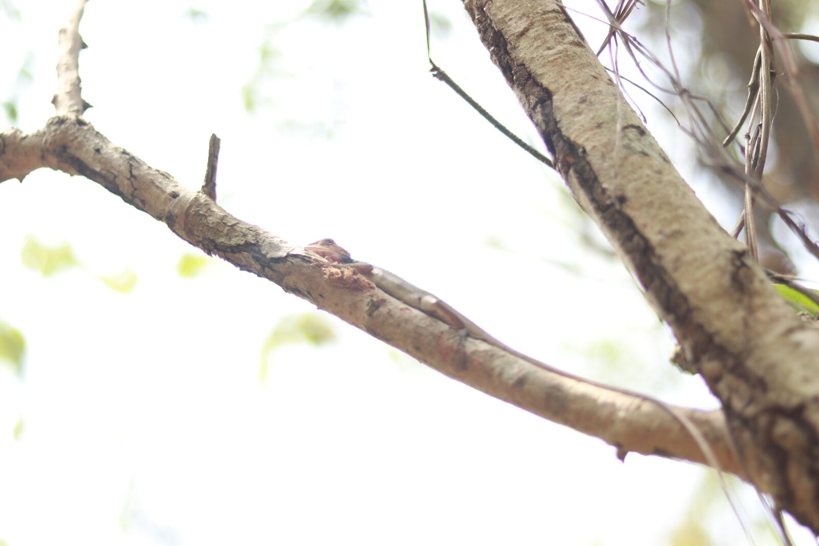 Canon EOS 800D (EOS Rebel T7i / EOS Kiss X9i) + Canon EF 50mm F1.8 STM sample photo. Lizard, animal, nature photography