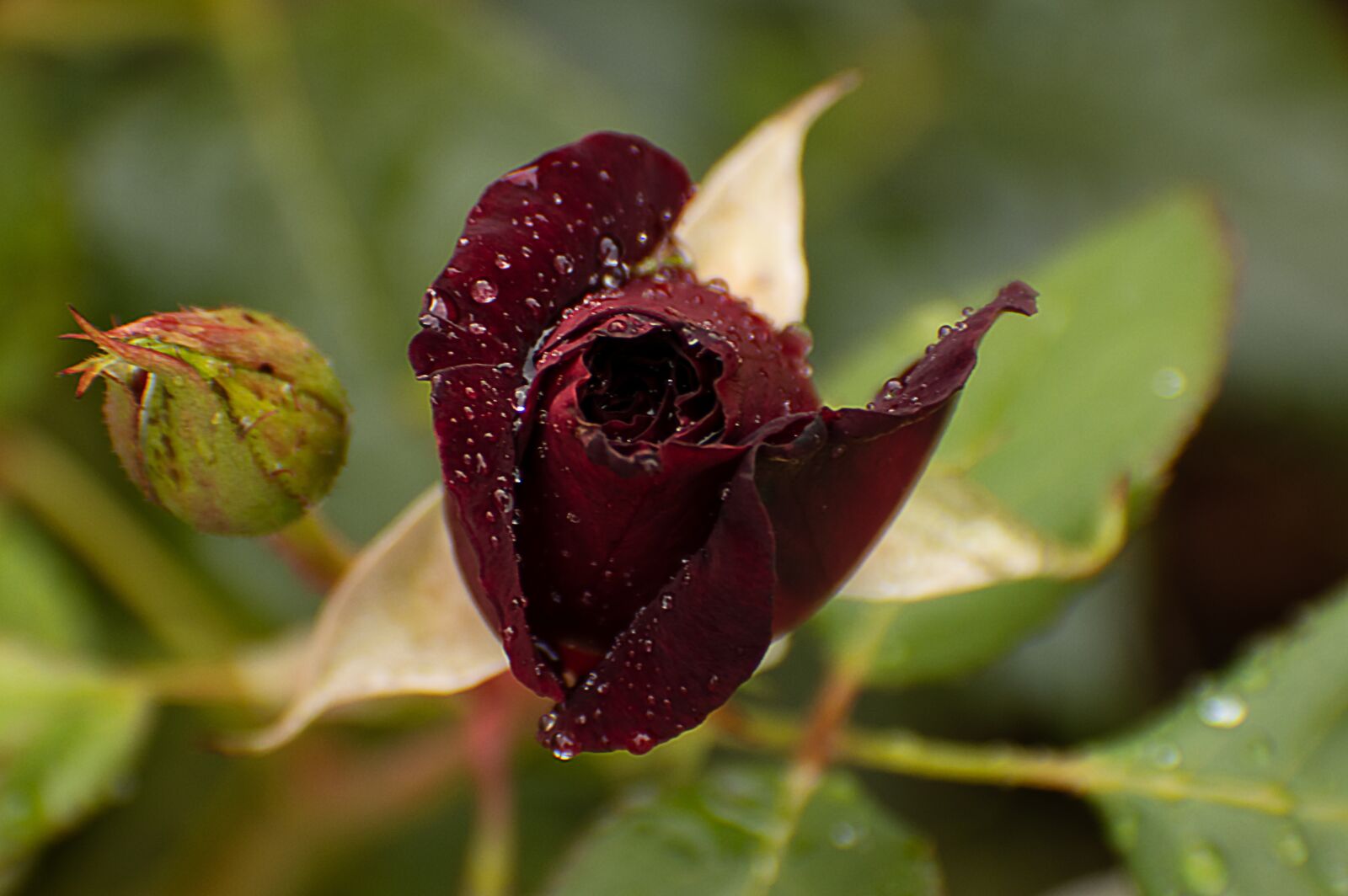 Canon EOS 80D sample photo. Rose, raindrop, water photography