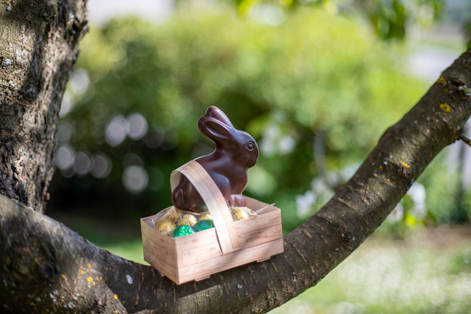 Canon EOS 6D Mark II sample photo. Easter, chocolate, rabbit photography