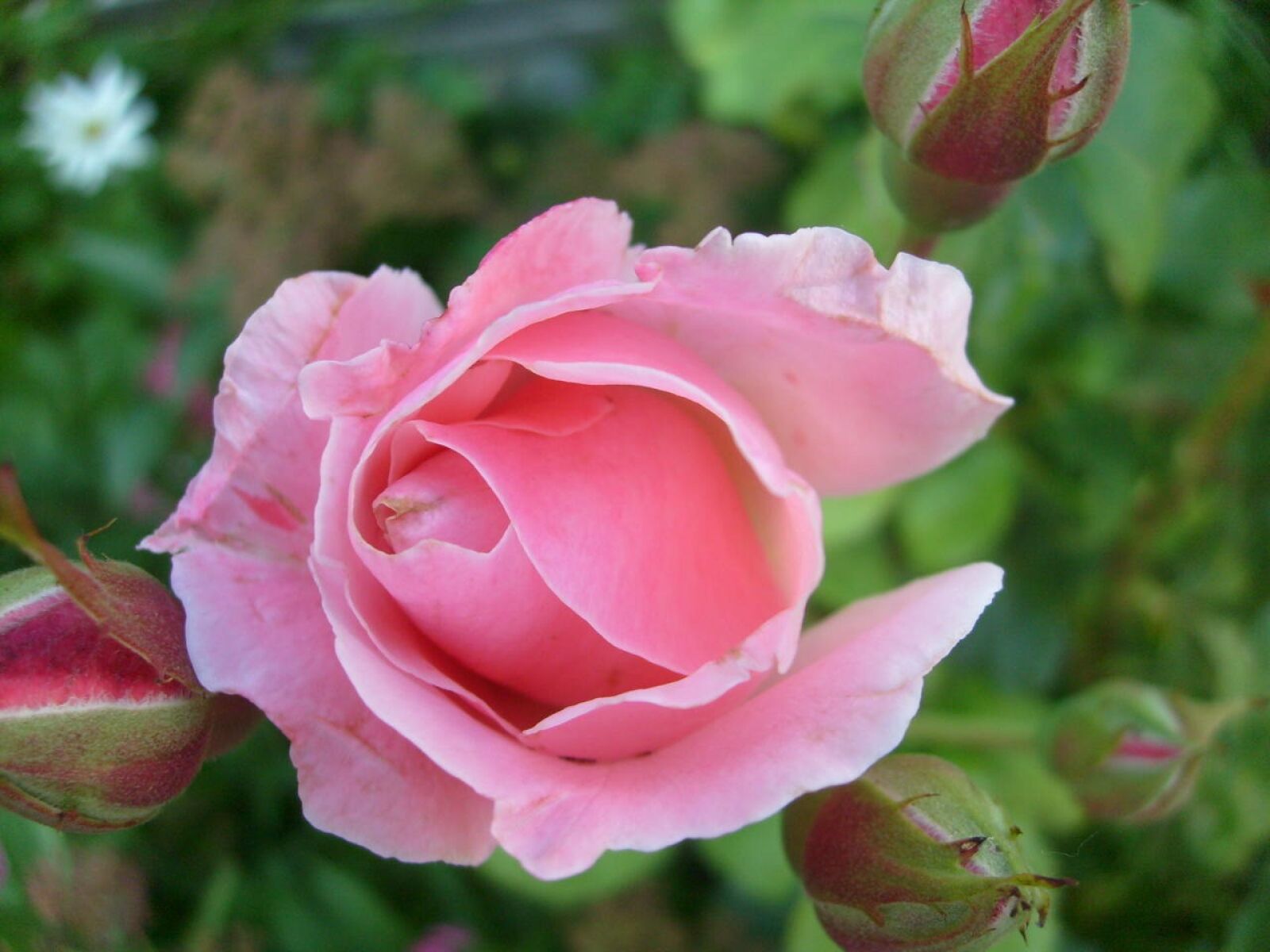 Samsung D70 / D75 / S730 / S750 sample photo. Rose, pink, flower photography