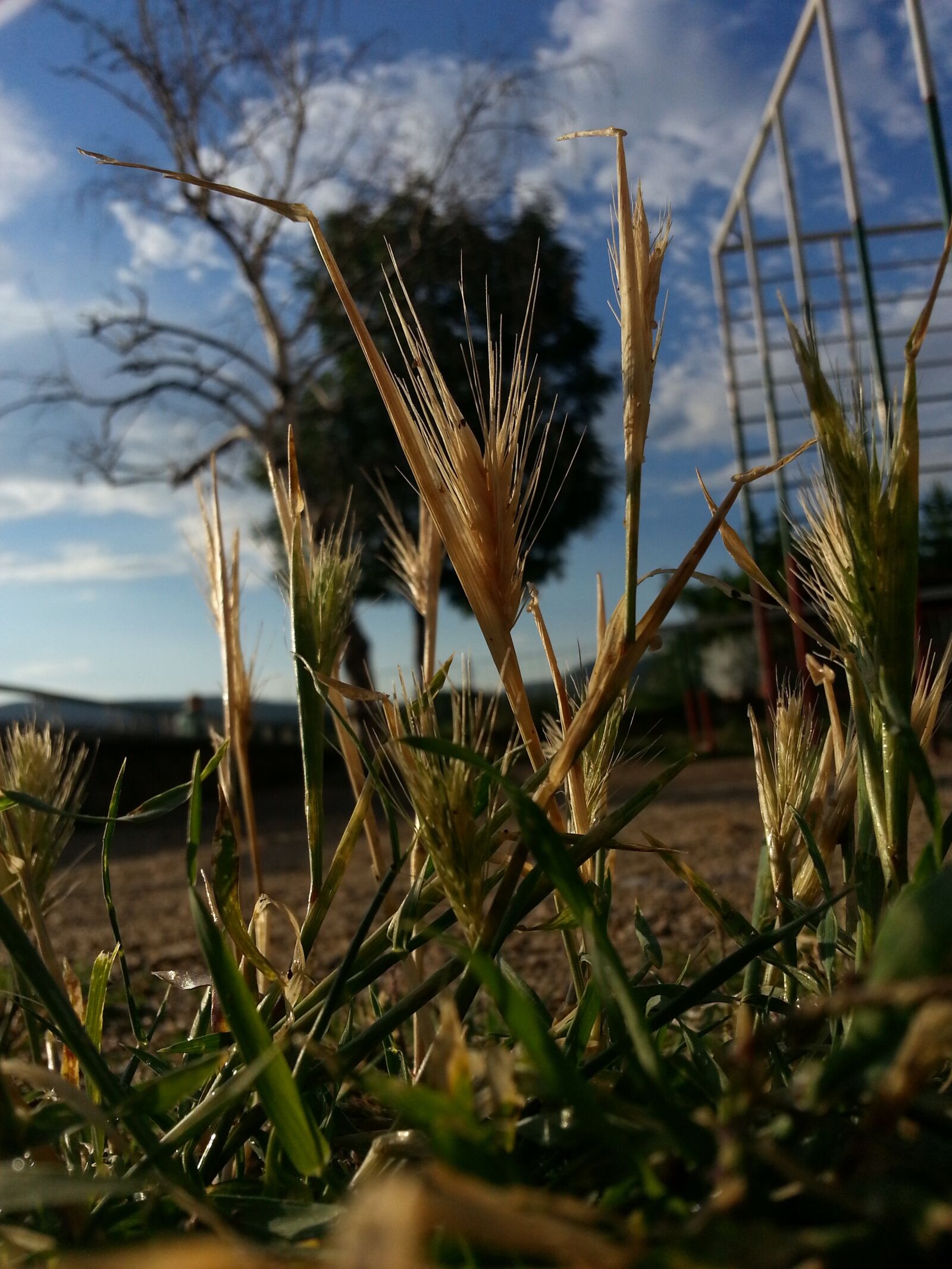 Samsung Galaxy Note2 sample photo. Nature, plant, green photography