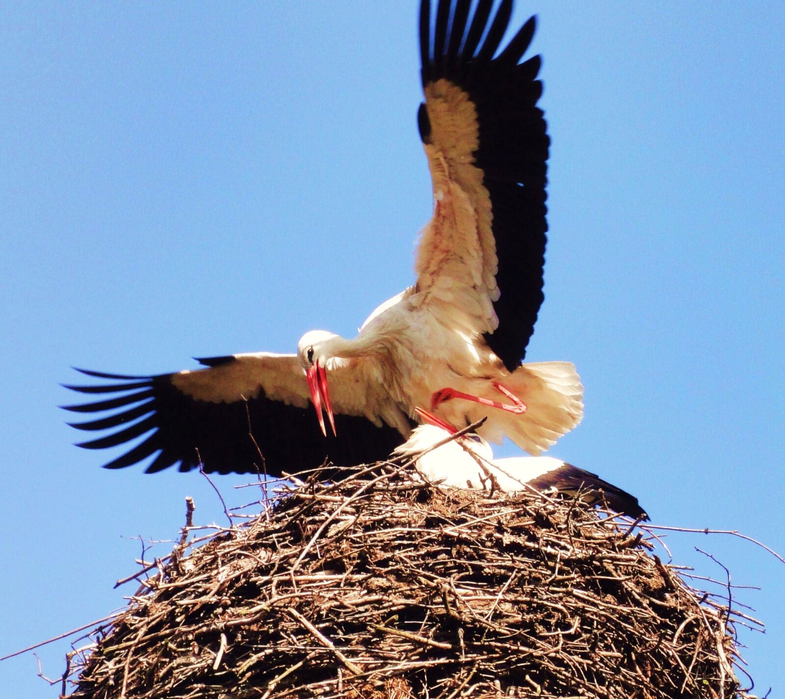Sony Cyber-shot DSC-WX1 sample photo. Bird, nest, spring, stork photography