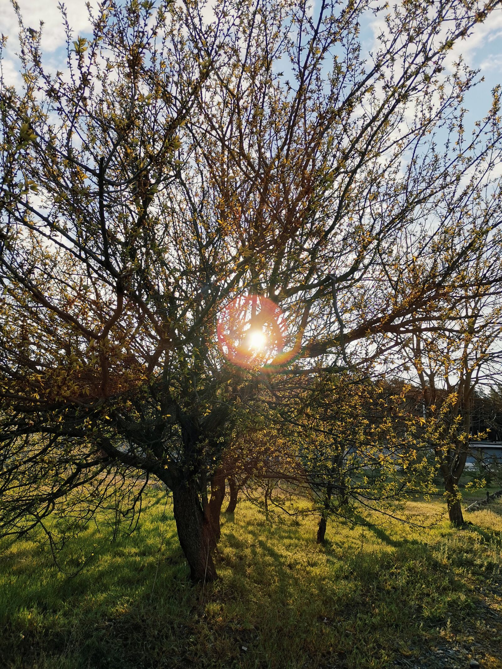 HUAWEI YAL-L21 sample photo. Tree, autumn, nature photography