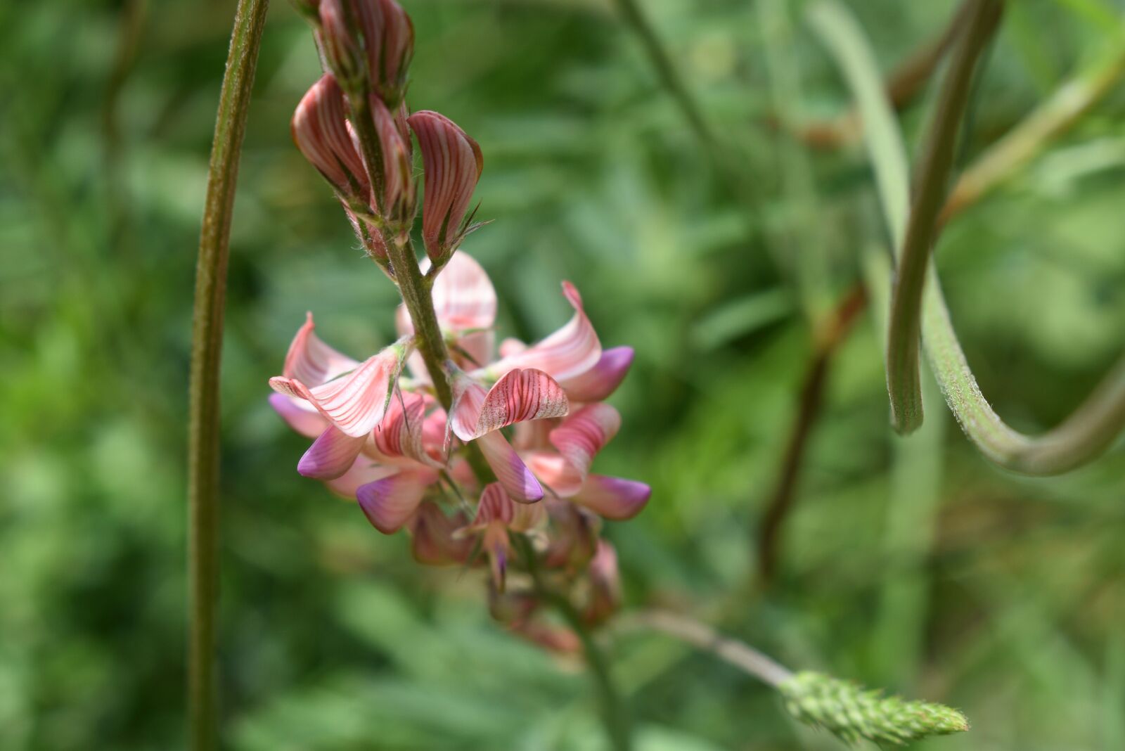 Nikon D5600 sample photo. Flower, nature, flowers photography