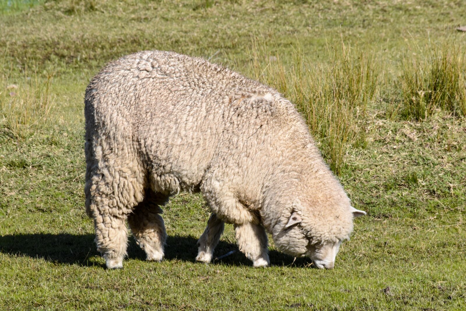 Nikon D5500 sample photo. Sheep, eating, animal photography