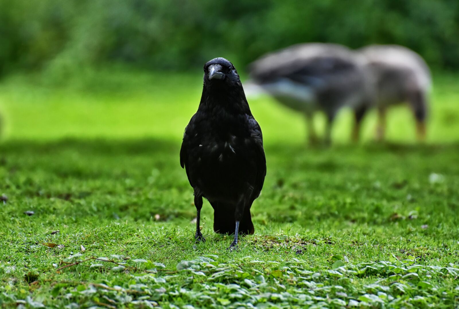 Nikon D7200 sample photo. Crow, raven bird, raven photography