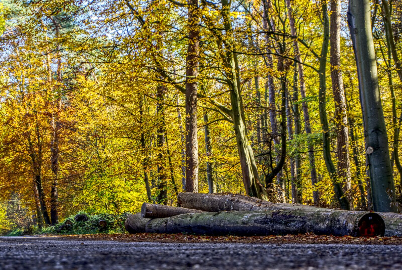 Sony a6000 sample photo. Forest, trees, leaves photography