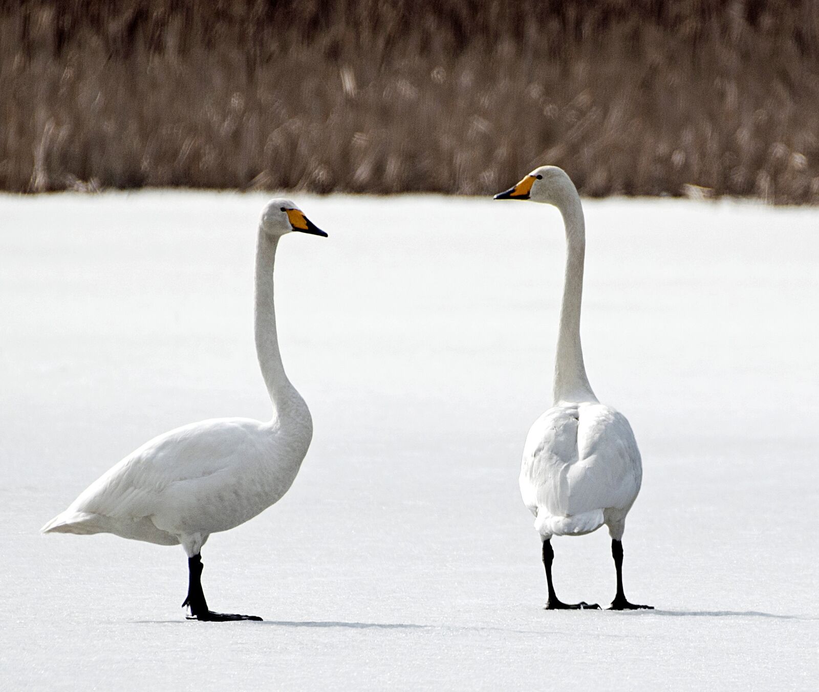 Nikon D750 sample photo. Winter, frost, swan photography