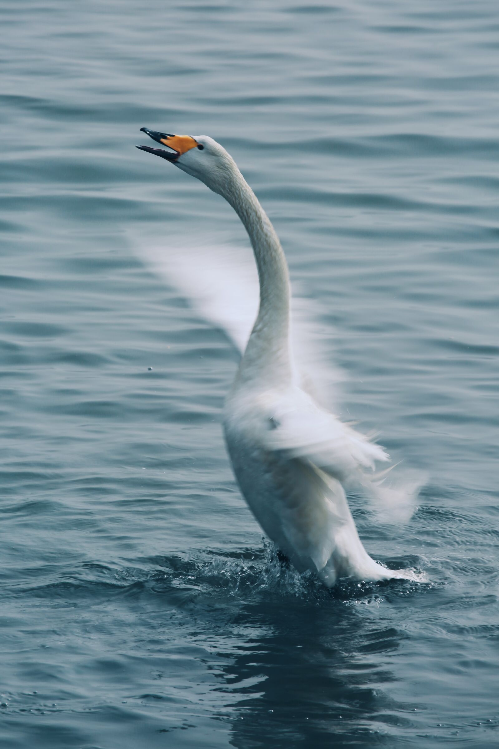 Canon EOS 5D Mark III sample photo. Swan, cygnus, southern hemisphere photography