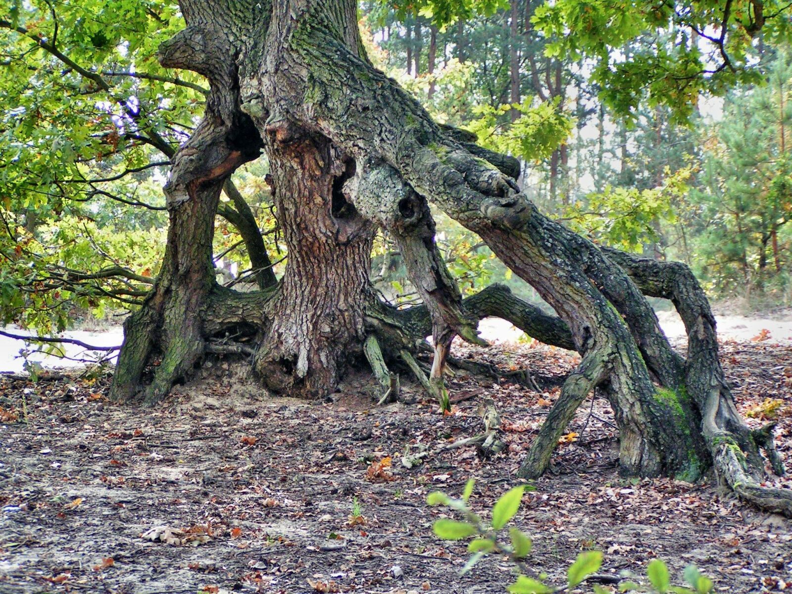 KONICA MINOLTA DiMAGE Z1 sample photo. Tree, nature, the roots photography