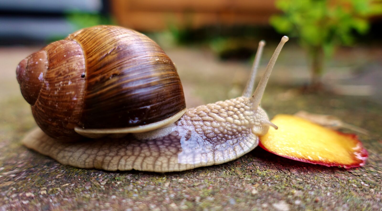 Sony DSC-RX100M5 sample photo. Snail, eat, shell photography