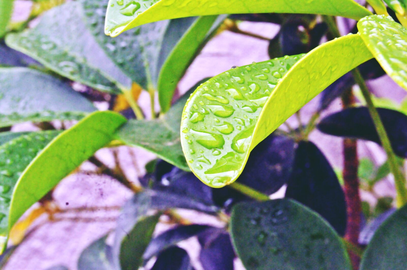 Nikon D5000 sample photo. Garden, plant, nature photography