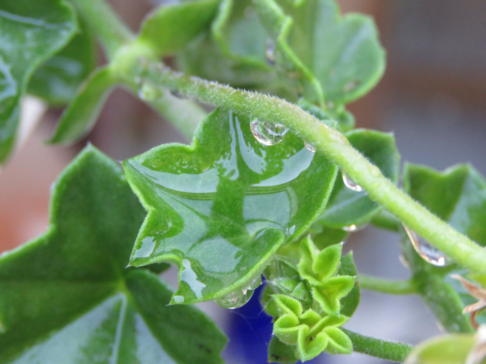 Canon PowerShot SX60 HS sample photo. Sheet, water, drop photography