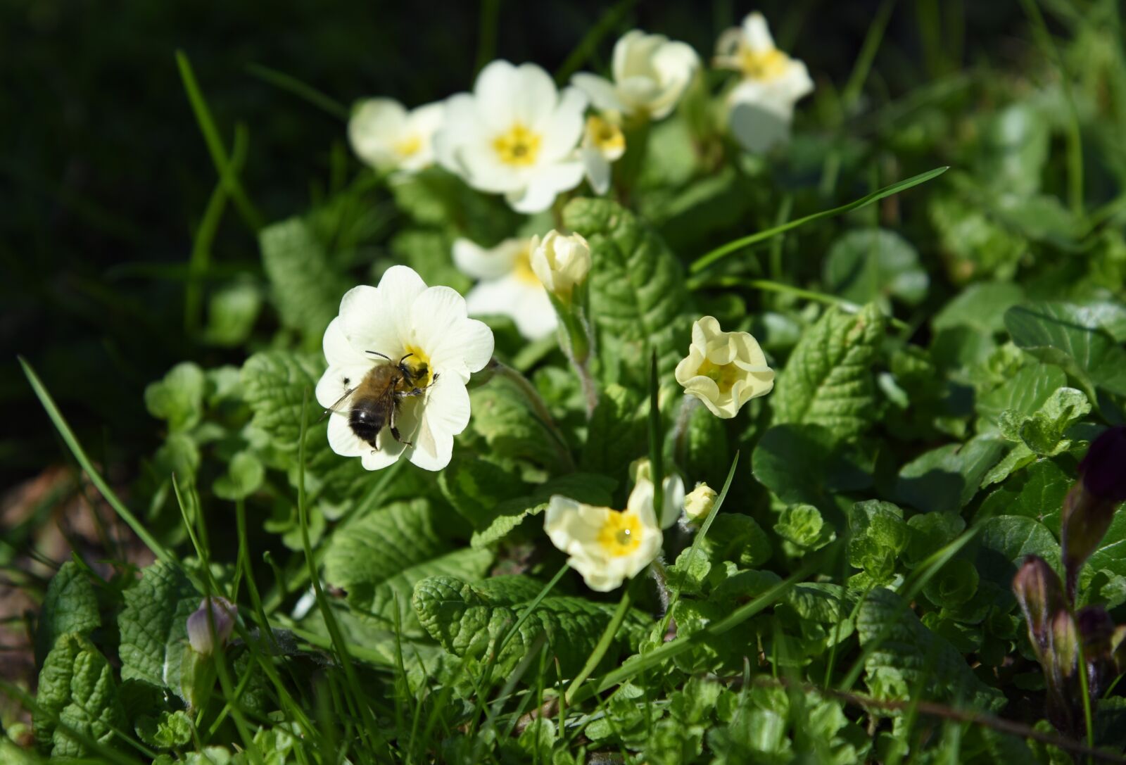 Nikon D750 sample photo. Spring, cowslip, bee photography