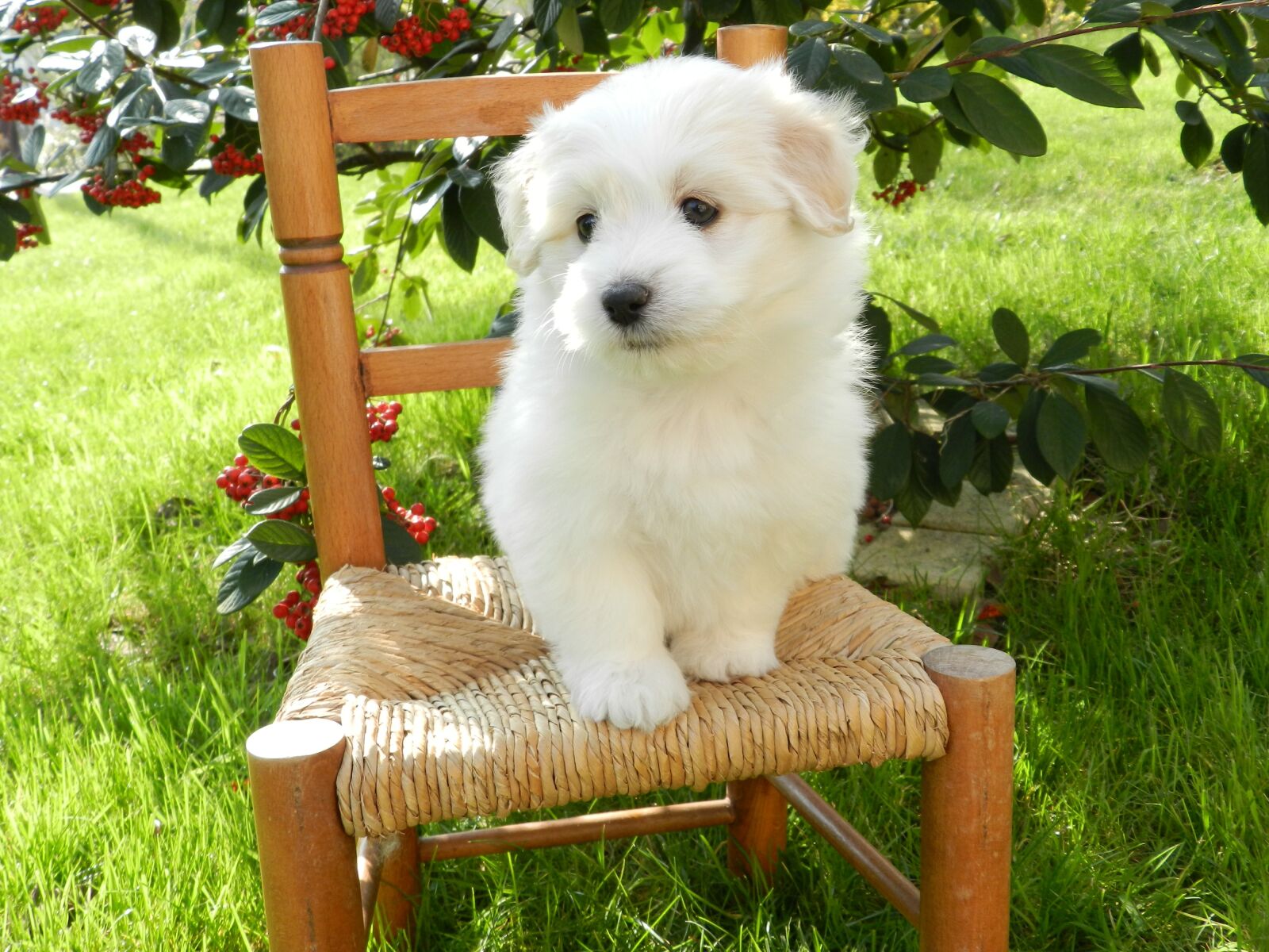 Nikon Coolpix P500 sample photo. Puppy, petit, dog photography
