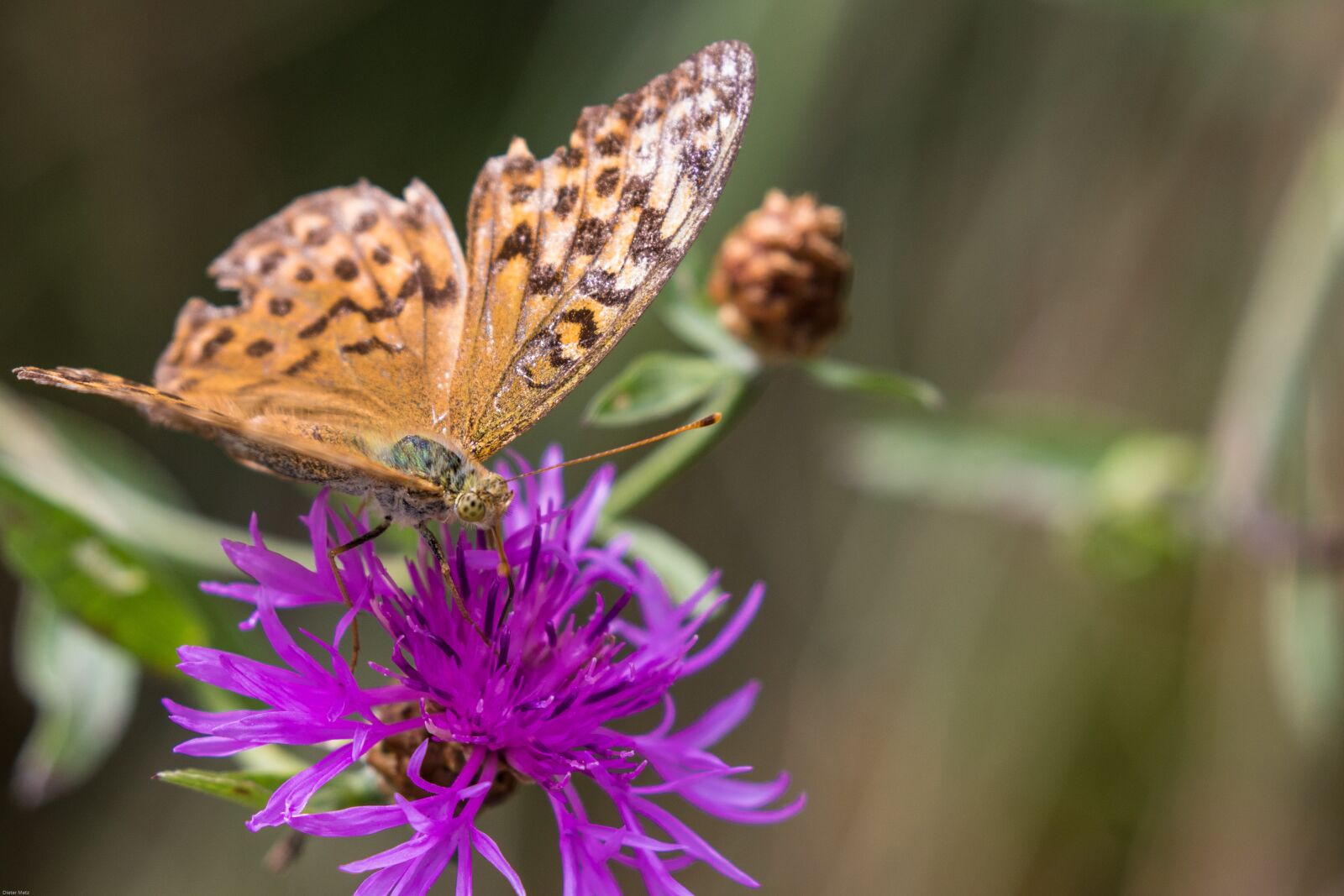 Canon EOS 7D Mark II sample photo. Fritillary, wild flower, butterfly photography