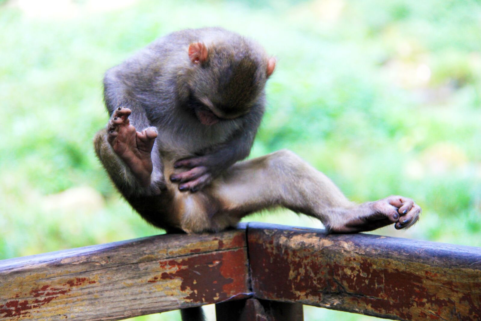 Canon EF-S 18-200mm F3.5-5.6 IS sample photo. Zhangjiajie, monkey, scratching photography