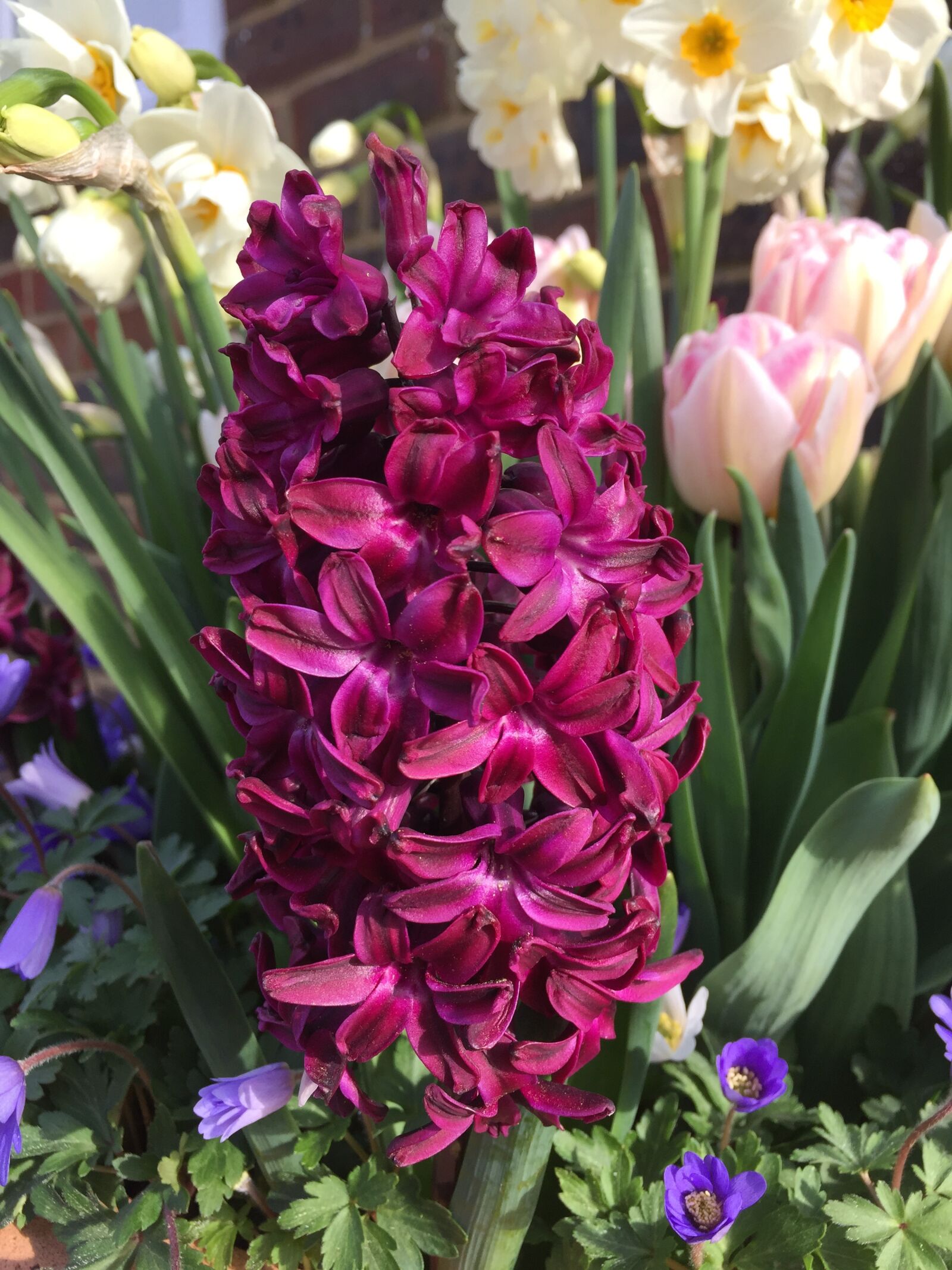 Apple iPhone 6 sample photo. Hyacinth, flower, garden photography