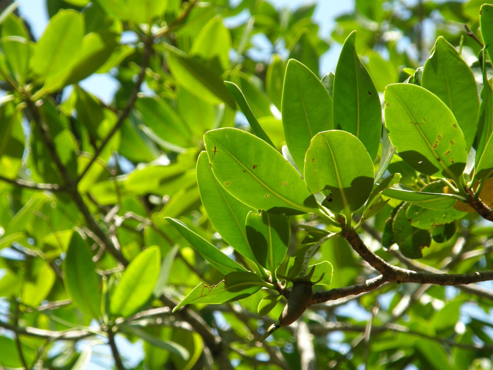 Olympus SP550UZ sample photo. Mangrove trees, trees, beach photography
