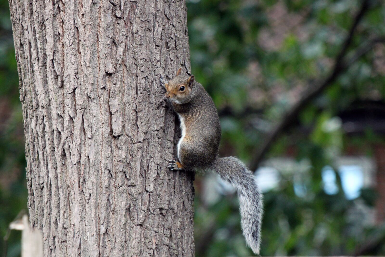 Canon EOS 500D (EOS Rebel T1i / EOS Kiss X3) sample photo. Squirrel, tree, bark photography