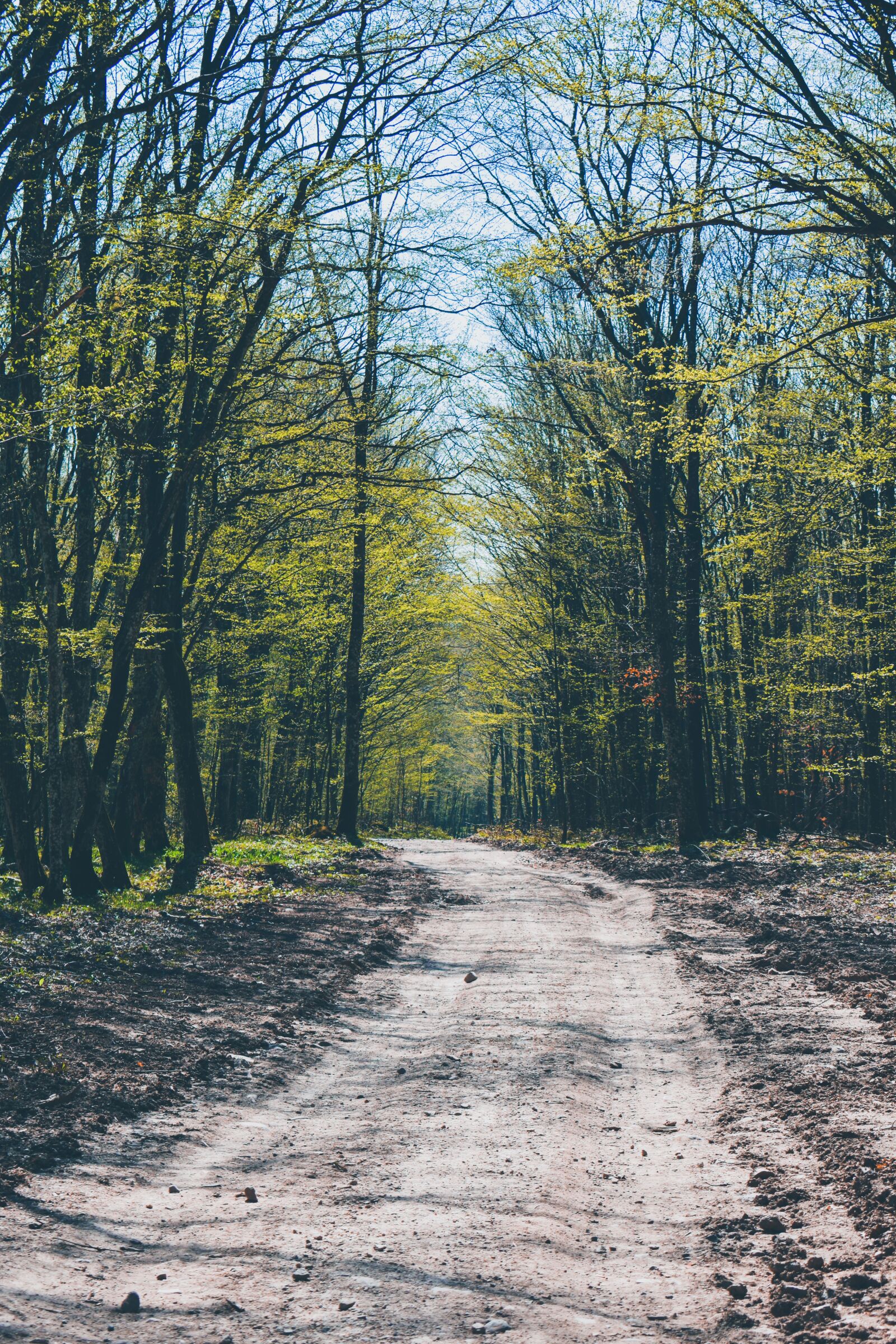 Nikon D3500 sample photo. Path, spring, pathway photography