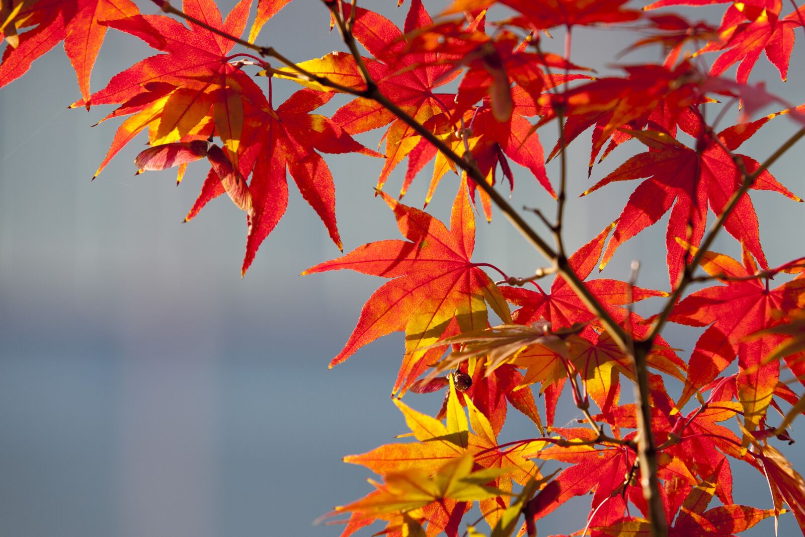 Canon EOS 5D sample photo. Maple leaf, autumn leaves photography