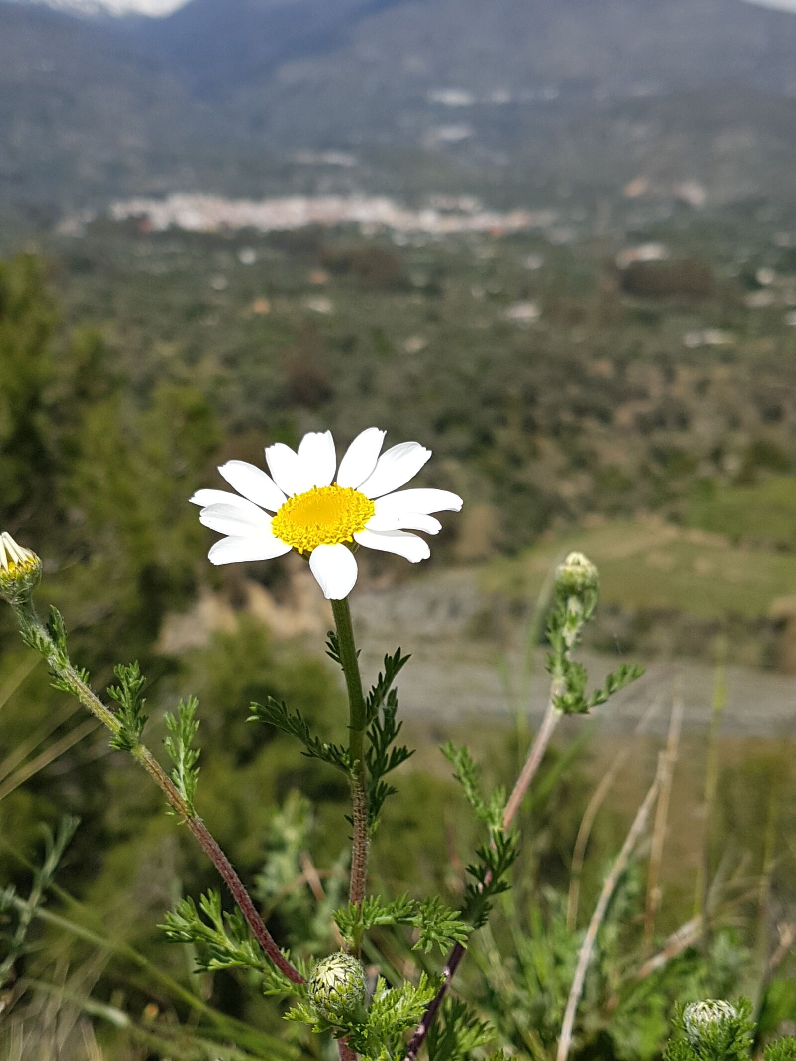 Samsung Galaxy S7 Edge sample photo. Nature, flower, plant photography