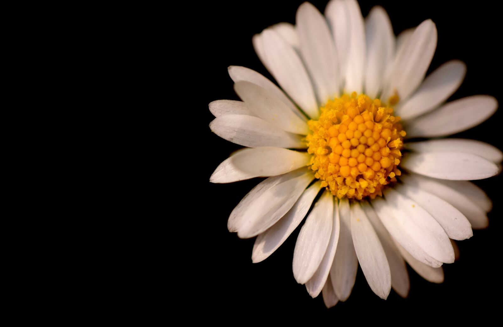 Nikon D7200 sample photo. Daisy, black background, white photography