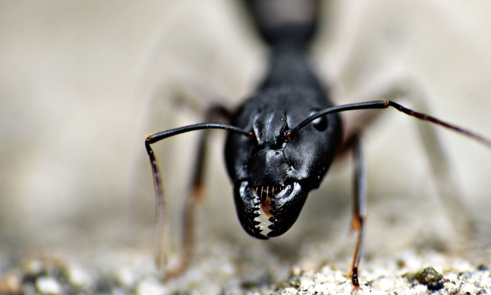 Nikon D5600 sample photo. Jaws, black ant, insect photography