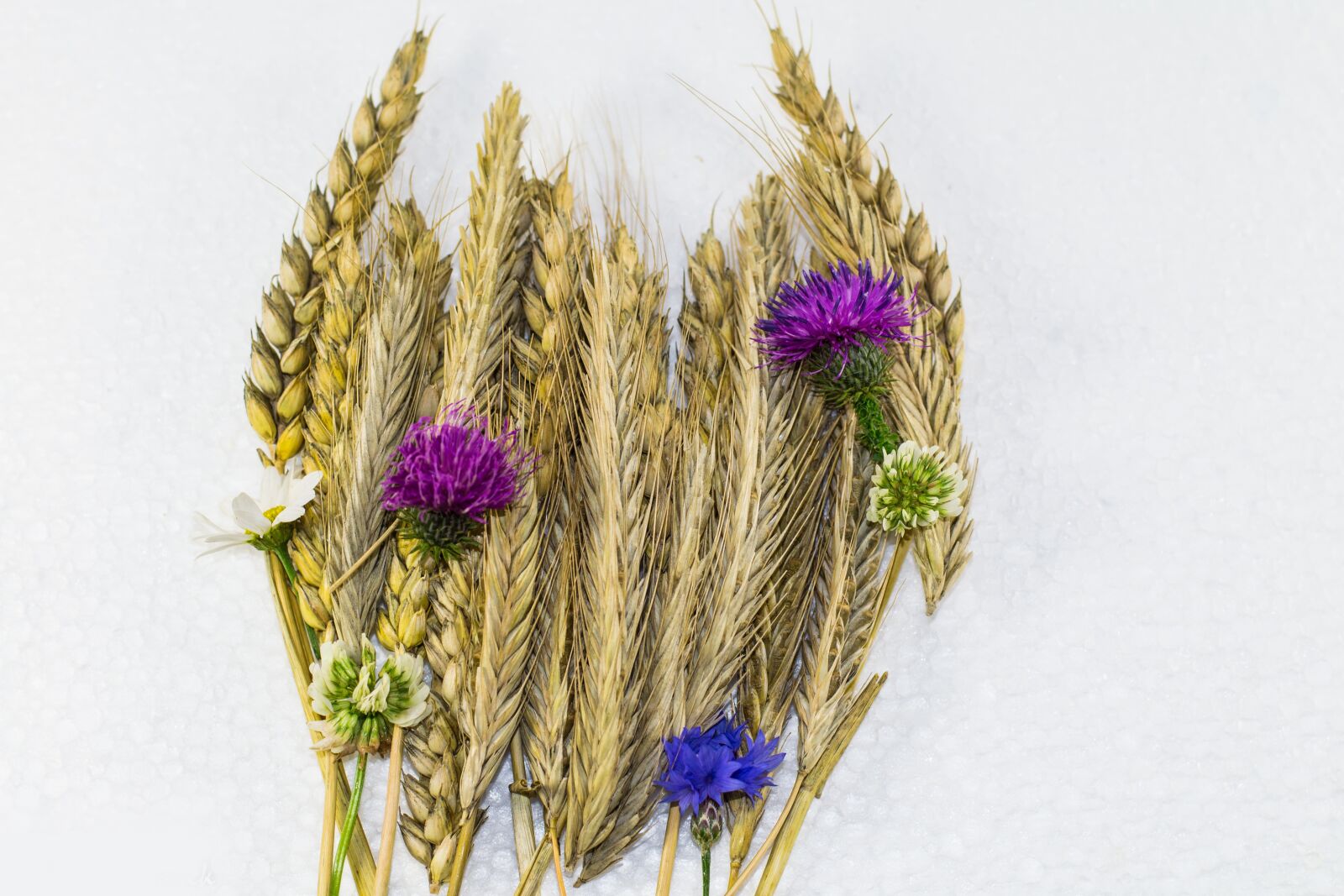 Nikon D3100 sample photo. Grain strauss, wheat, cornflower photography