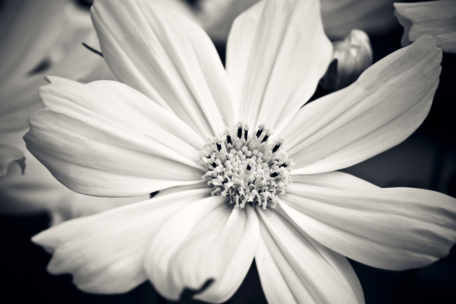 Olympus OM-D E-M10 sample photo. Flower, gerbera, blossom photography