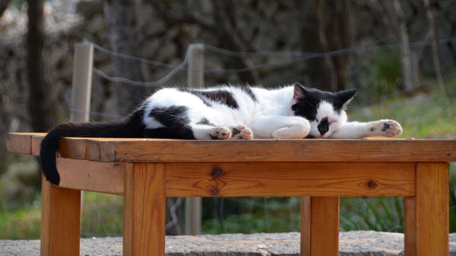 Nikon D5100 sample photo. Cat, spotted, domestic cat photography