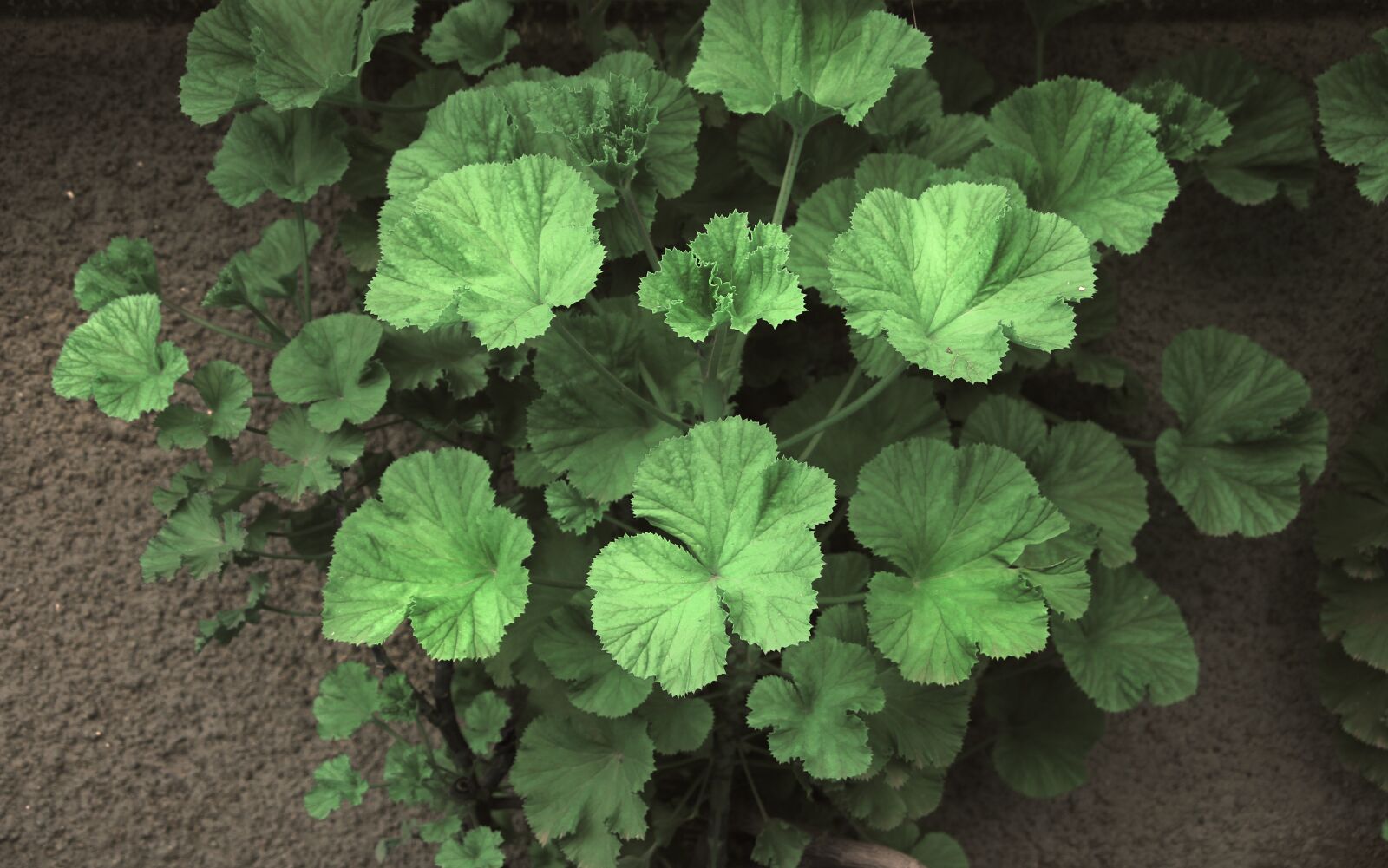 Canon EOS 600D (Rebel EOS T3i / EOS Kiss X5) sample photo. Plants, natures, geranium photography