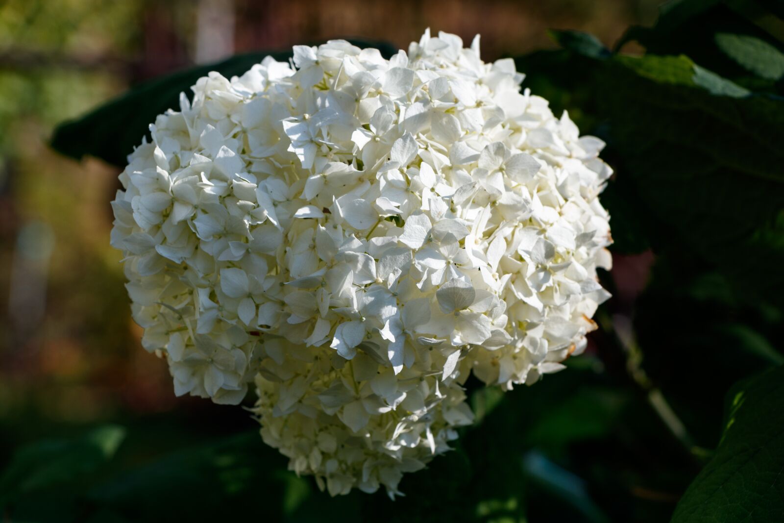 Canon EF-S 18-135mm F3.5-5.6 IS USM sample photo. Hydrangea, flower, petals photography