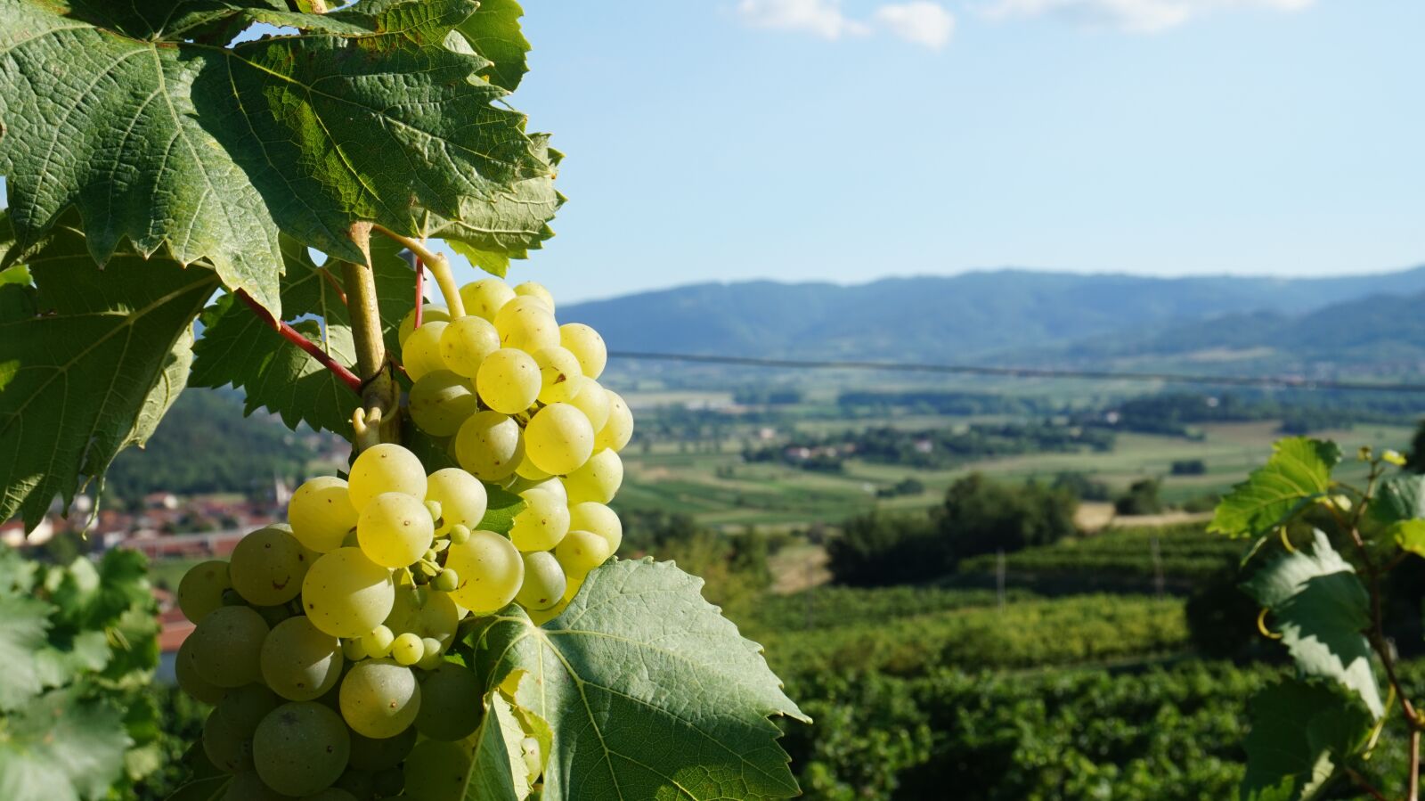 Sony E 16-50mm F3.5-5.6 PZ OSS sample photo. Grapes, panorama, vineyards photography