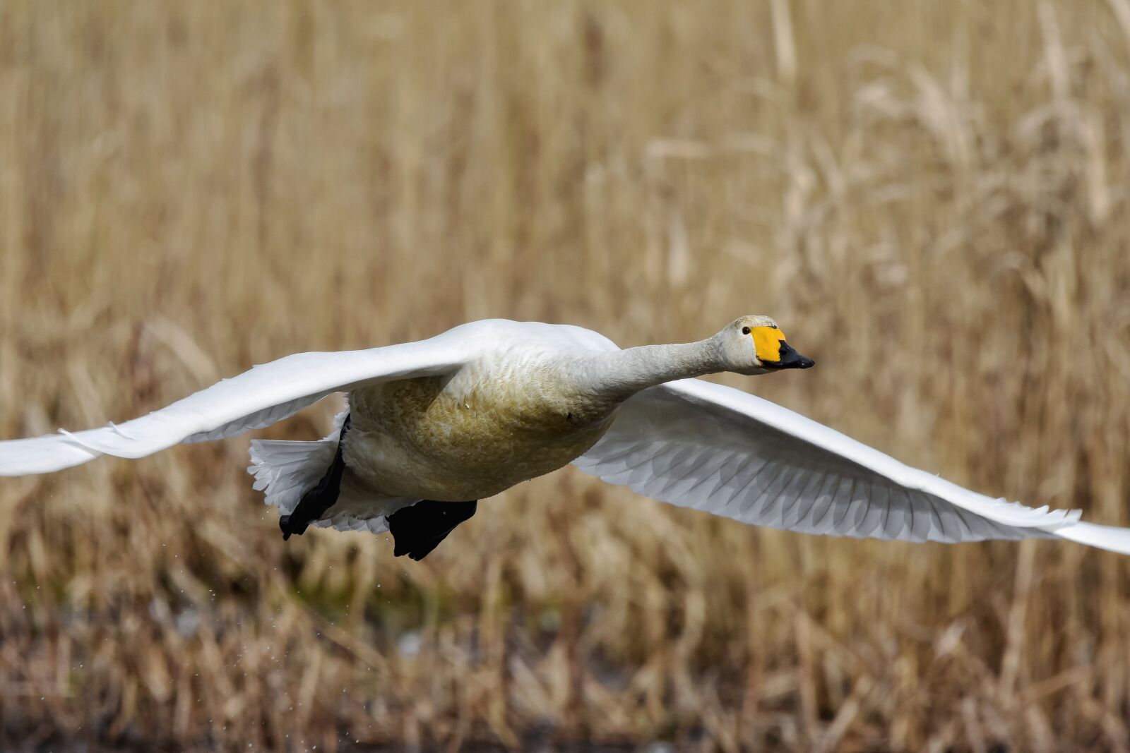 Nikon D7200 sample photo. Animal, pond, waterweed photography