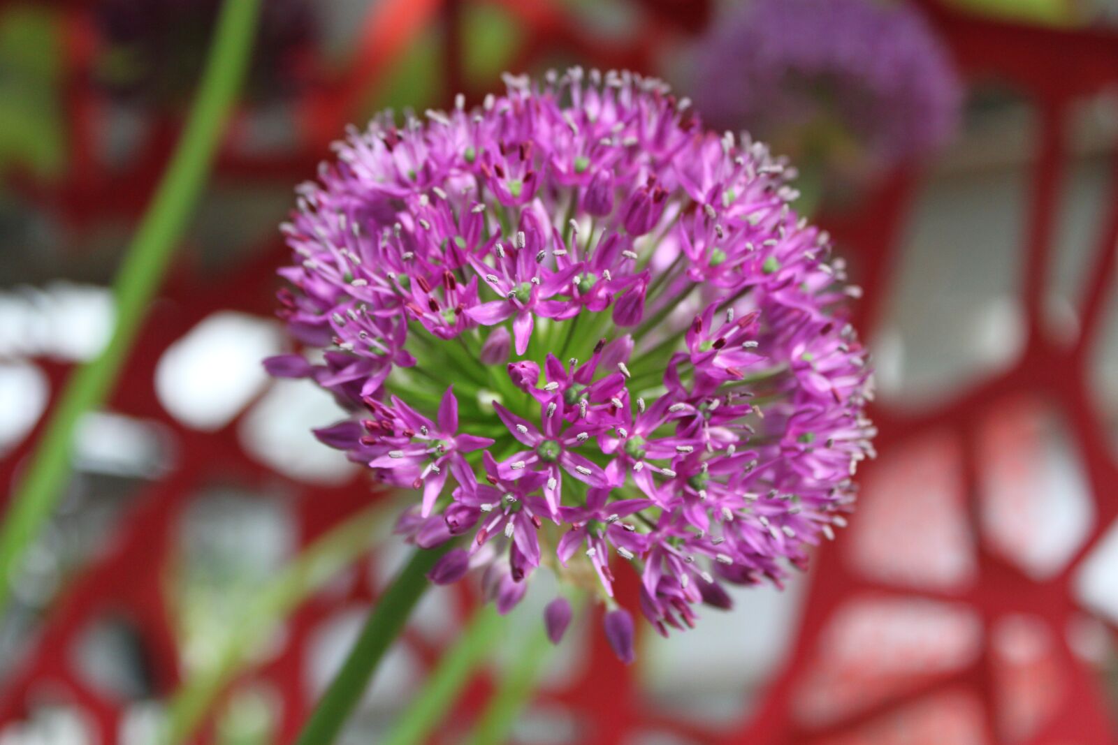Canon EOS 500D (EOS Rebel T1i / EOS Kiss X3) sample photo. Decorative garlic, plant, nature photography