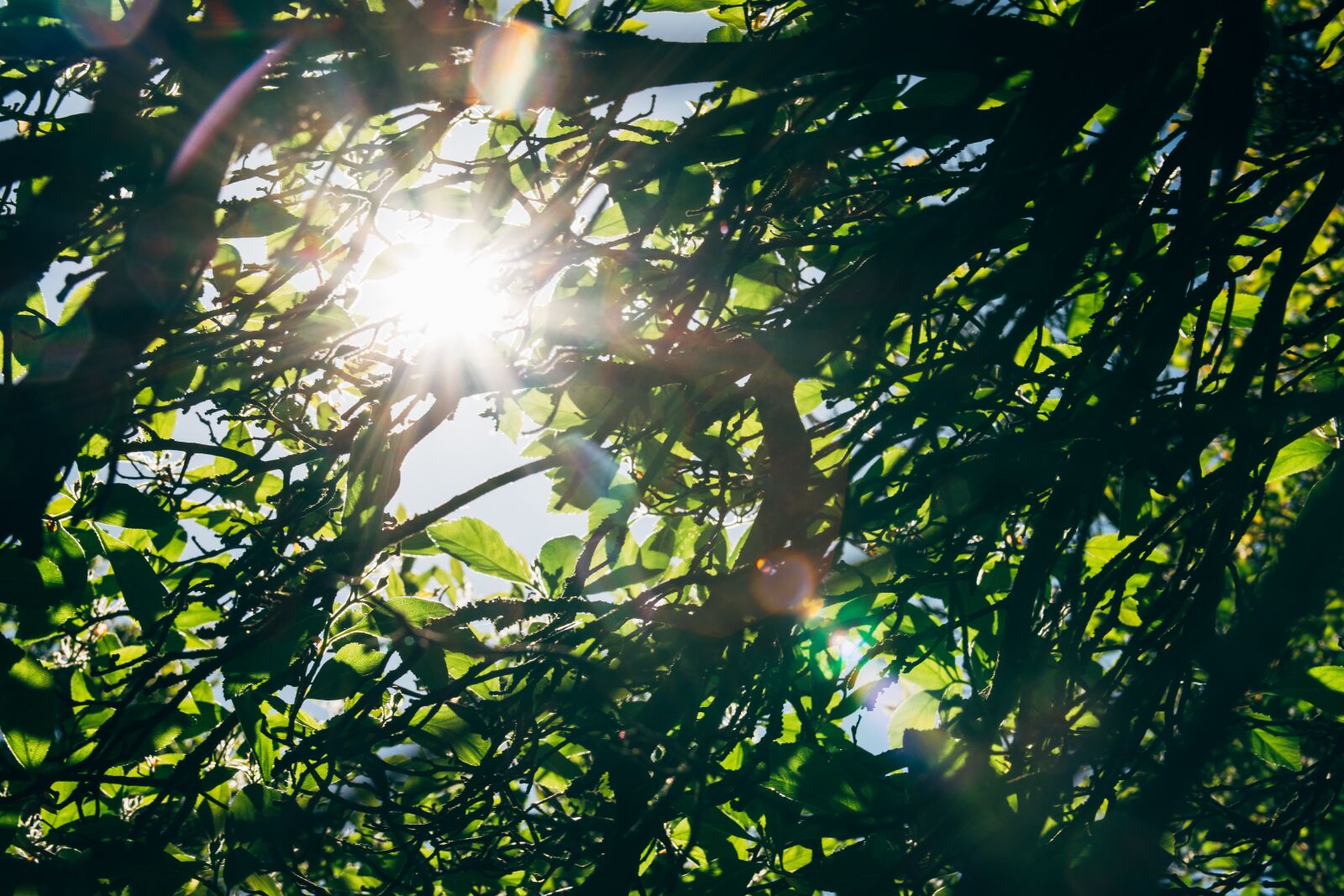 Nikon D3300 sample photo. Tree, leaf, foliage photography