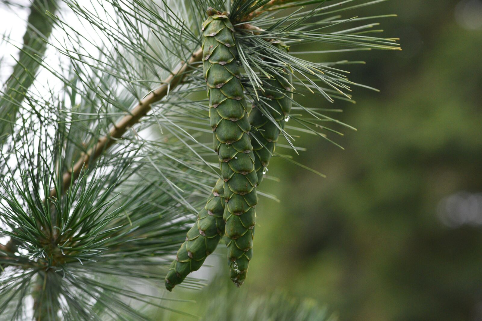 Nikon D750 sample photo. Pine cone, green, tree photography