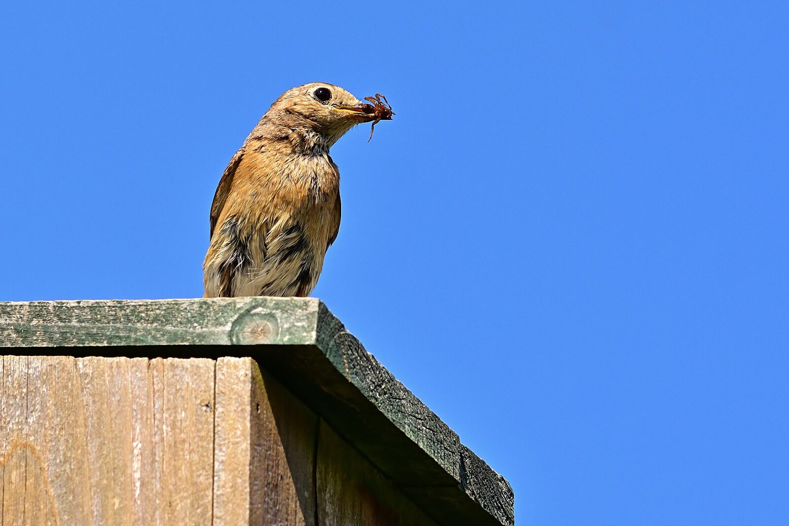 Nikon D5200 sample photo. Animal world, common redstart photography