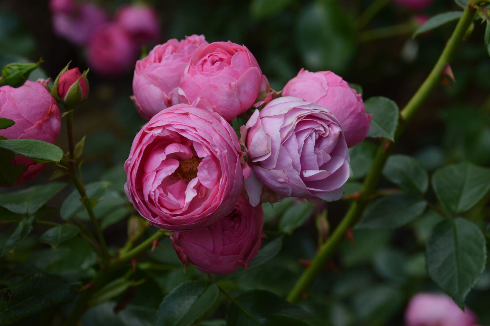 Nikon D3200 sample photo. Flowers, roses, pink photography